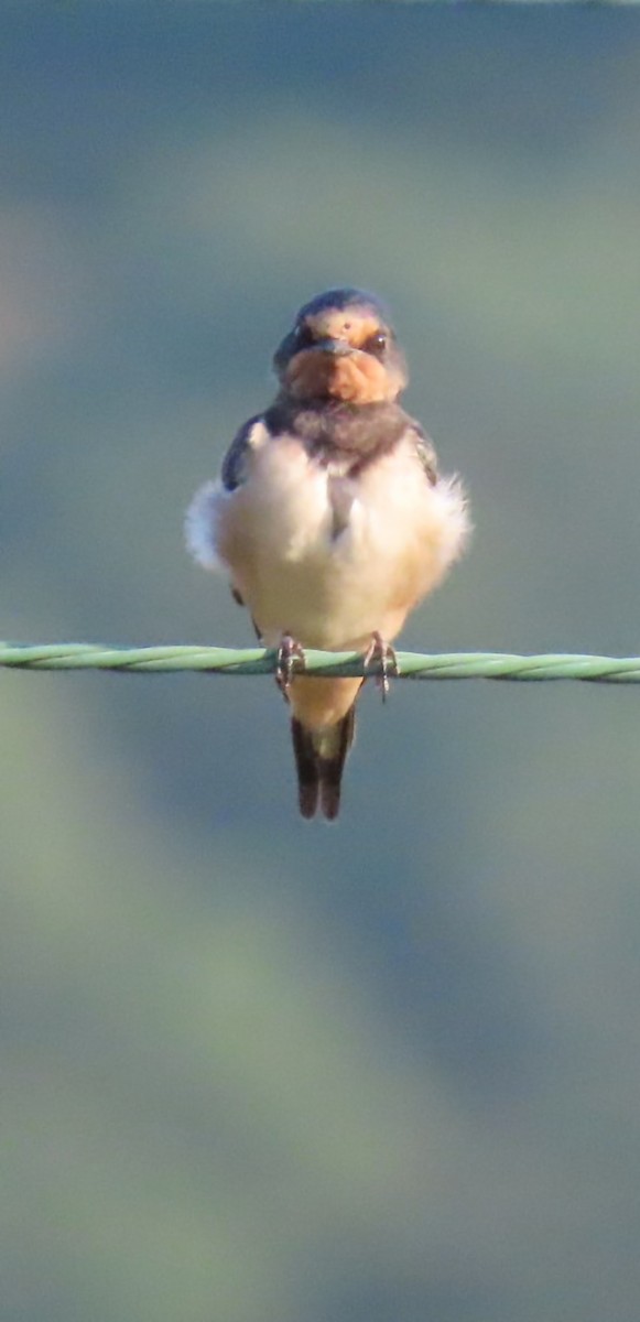 Barn Swallow - ML622088949