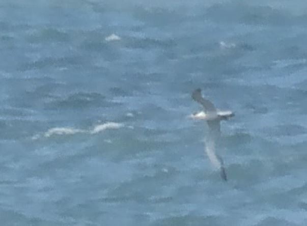 Great Crested Tern - ML622088950