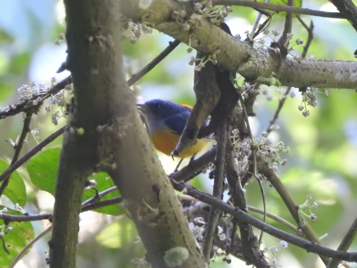 Orange-bellied Flowerpecker - ML622088951