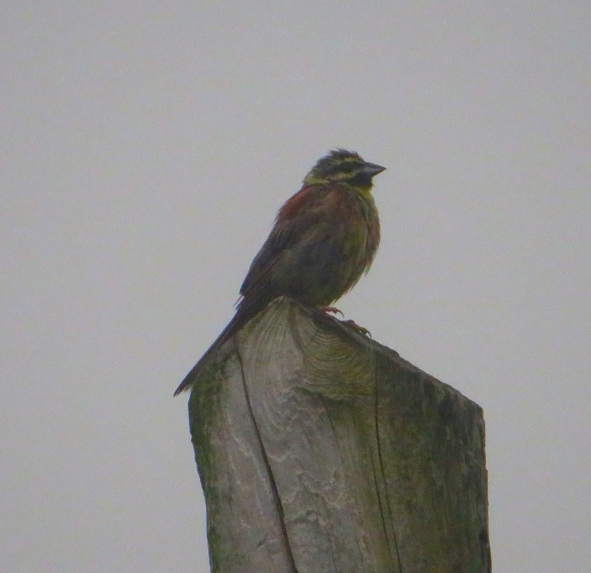 Cirl Bunting - Margarida Azeredo