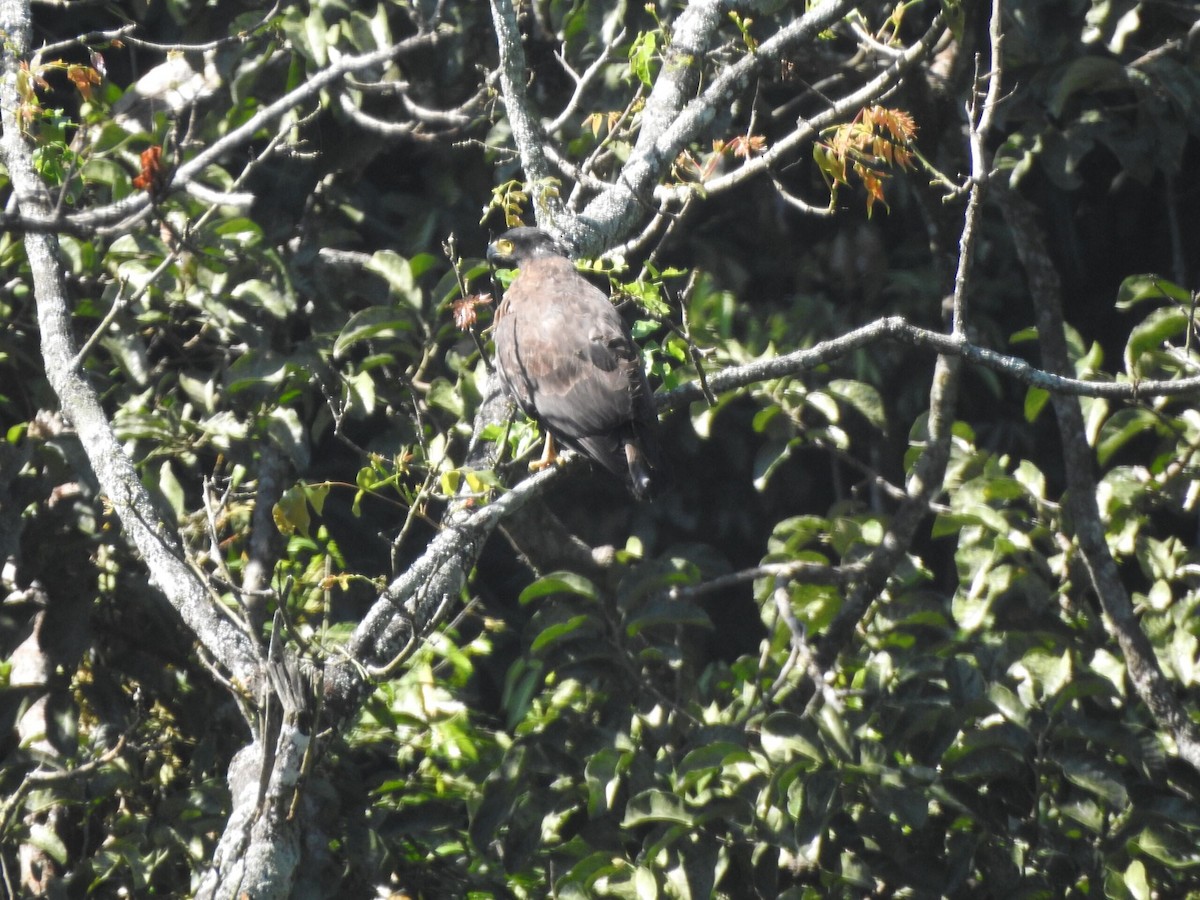 Crested Serpent-Eagle - ML622088957