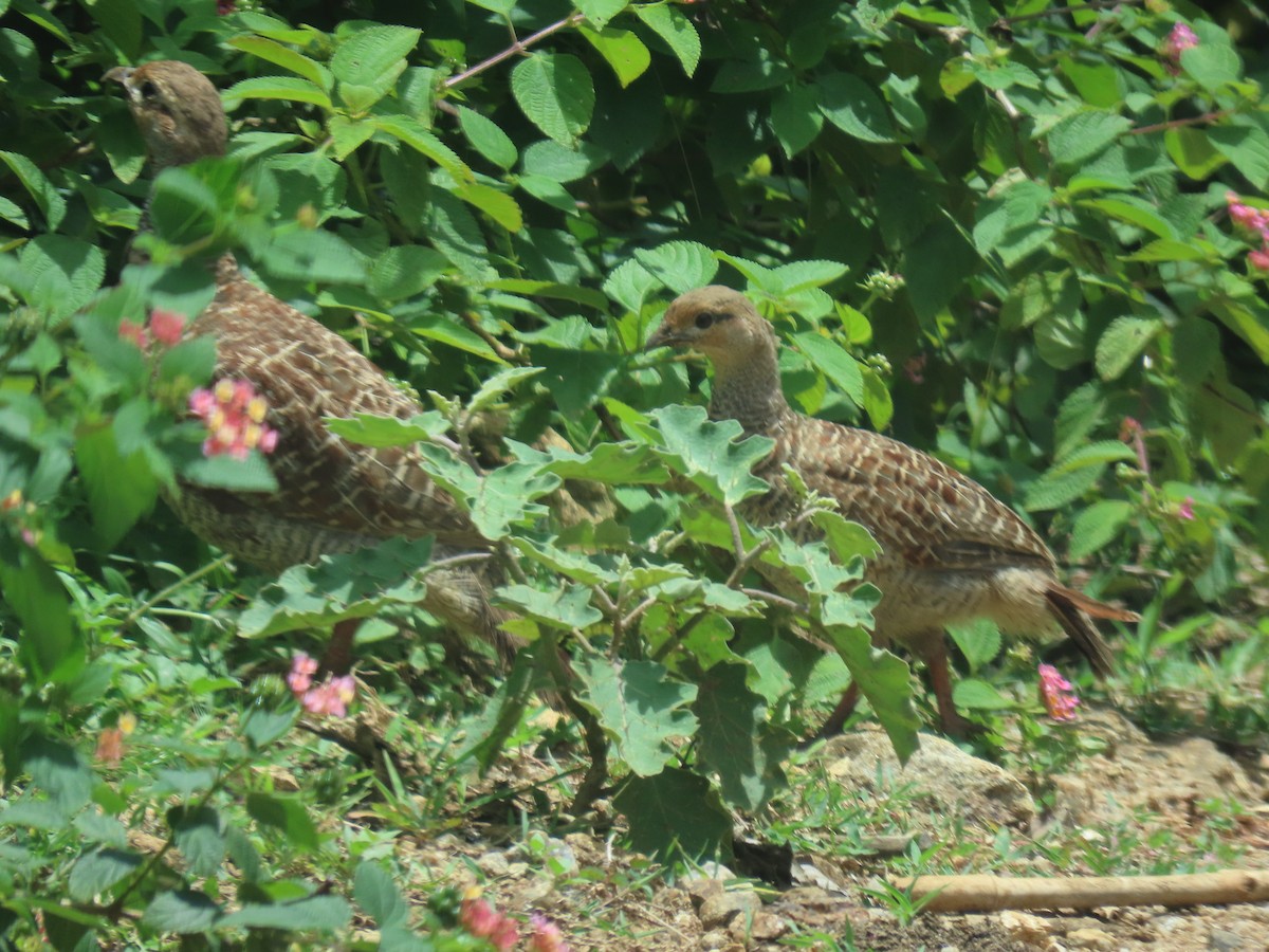 Gray Francolin - ML622089006