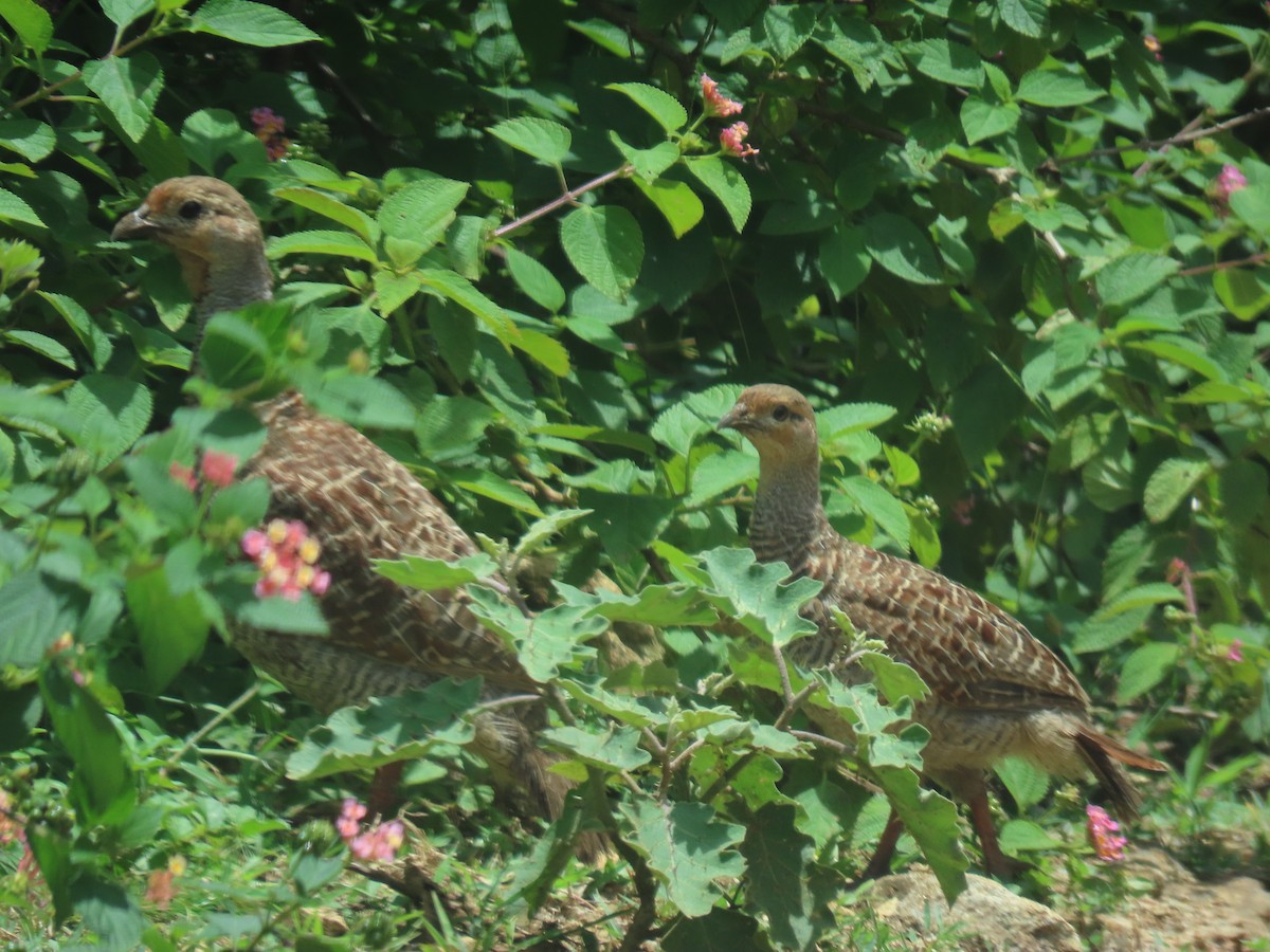 Gray Francolin - ML622089017