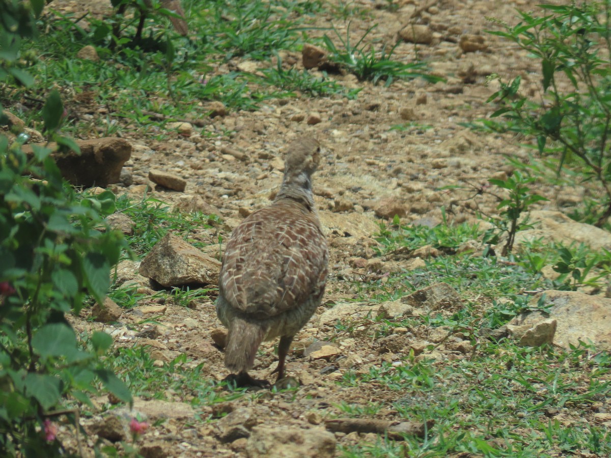 Gray Francolin - GANAPATHI Palanisamy