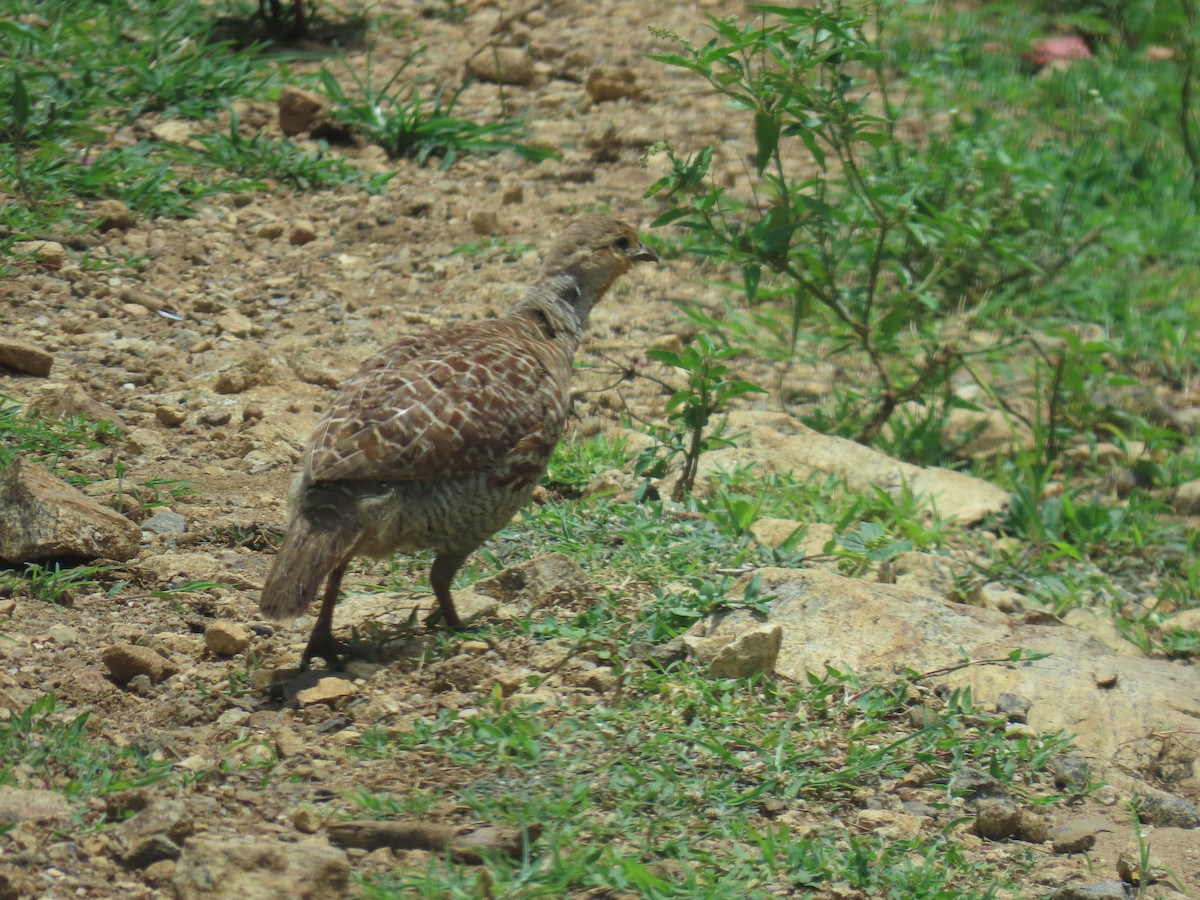 Gray Francolin - ML622089021