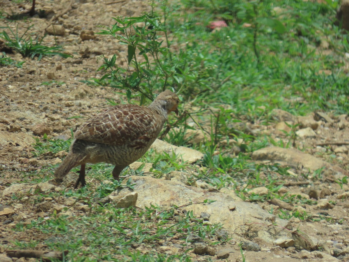 Gray Francolin - ML622089022