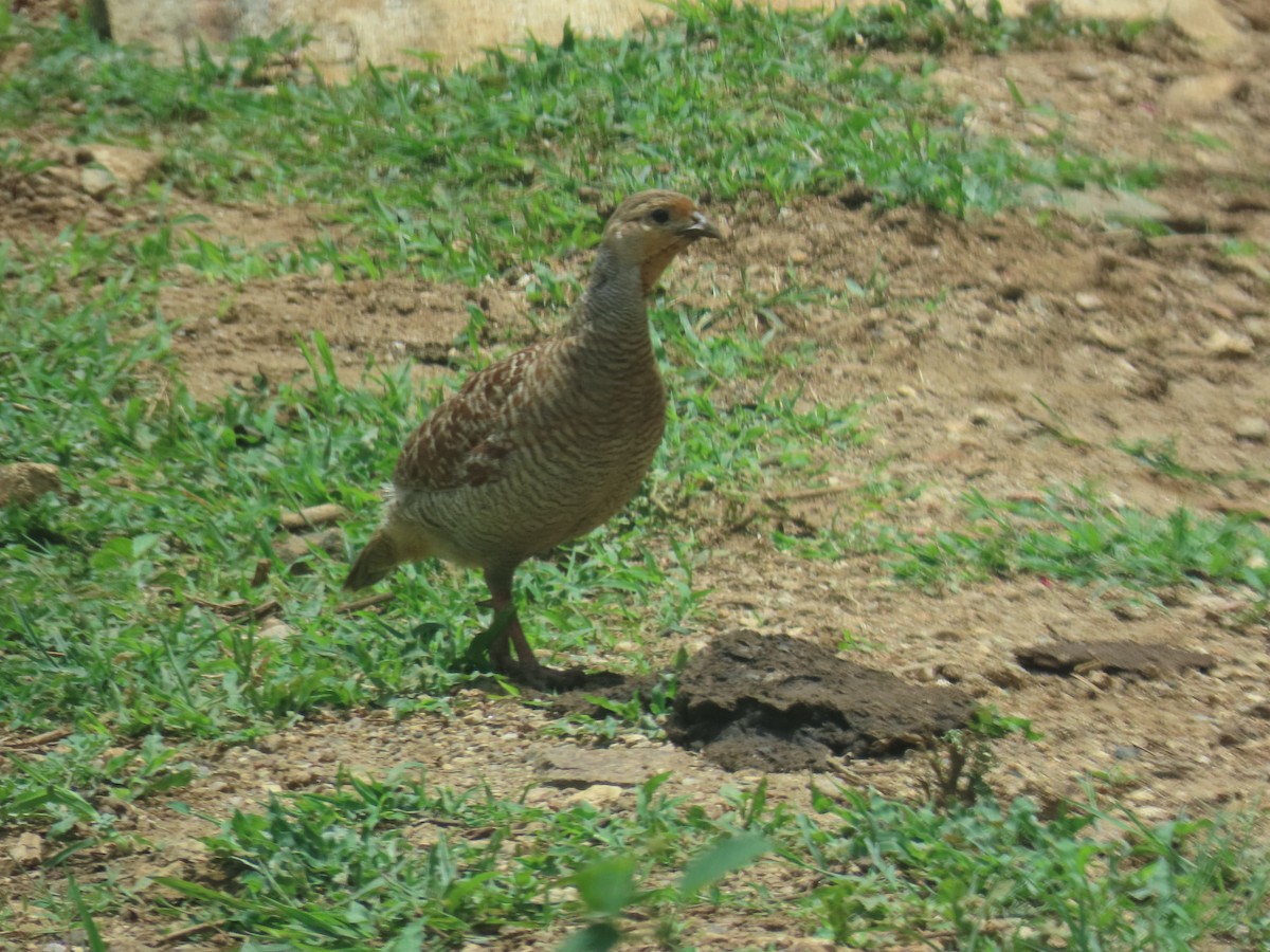 Gray Francolin - ML622089027