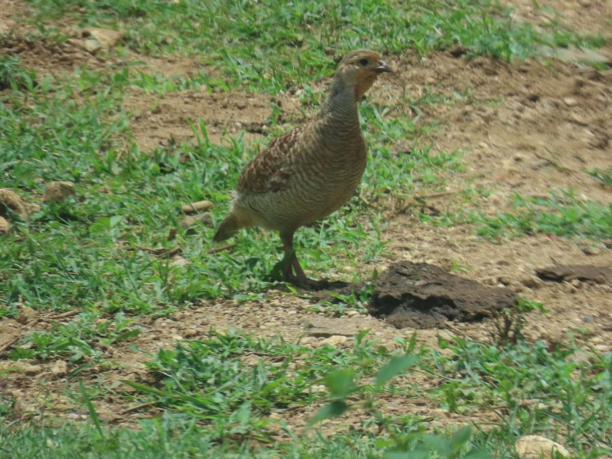 Gray Francolin - ML622089028