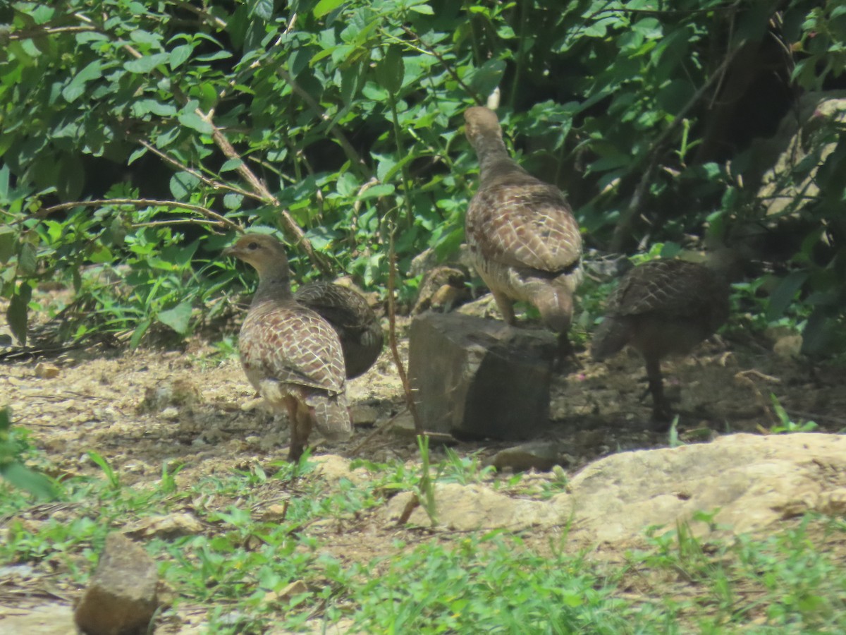 Gray Francolin - GANAPATHI Palanisamy