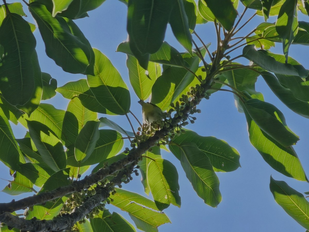 Swinhoe's White-eye - jason wu