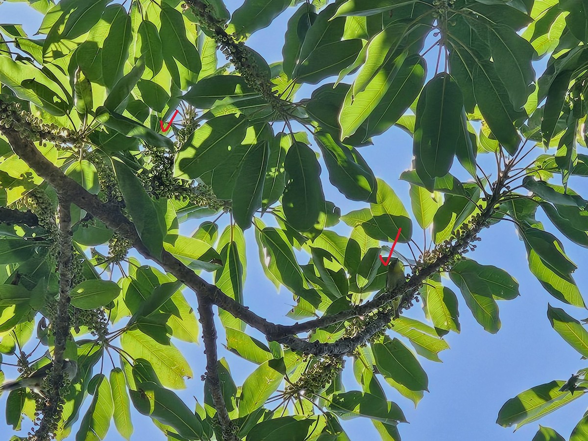 Swinhoe's White-eye - jason wu