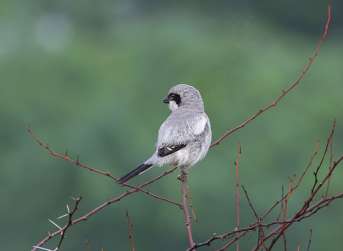 Great Gray Shrike - Bidyut De