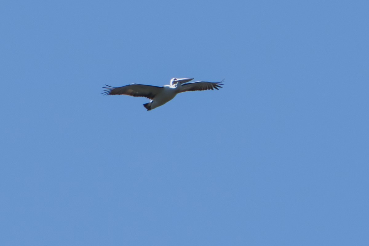 pelikán australský - ML622089084