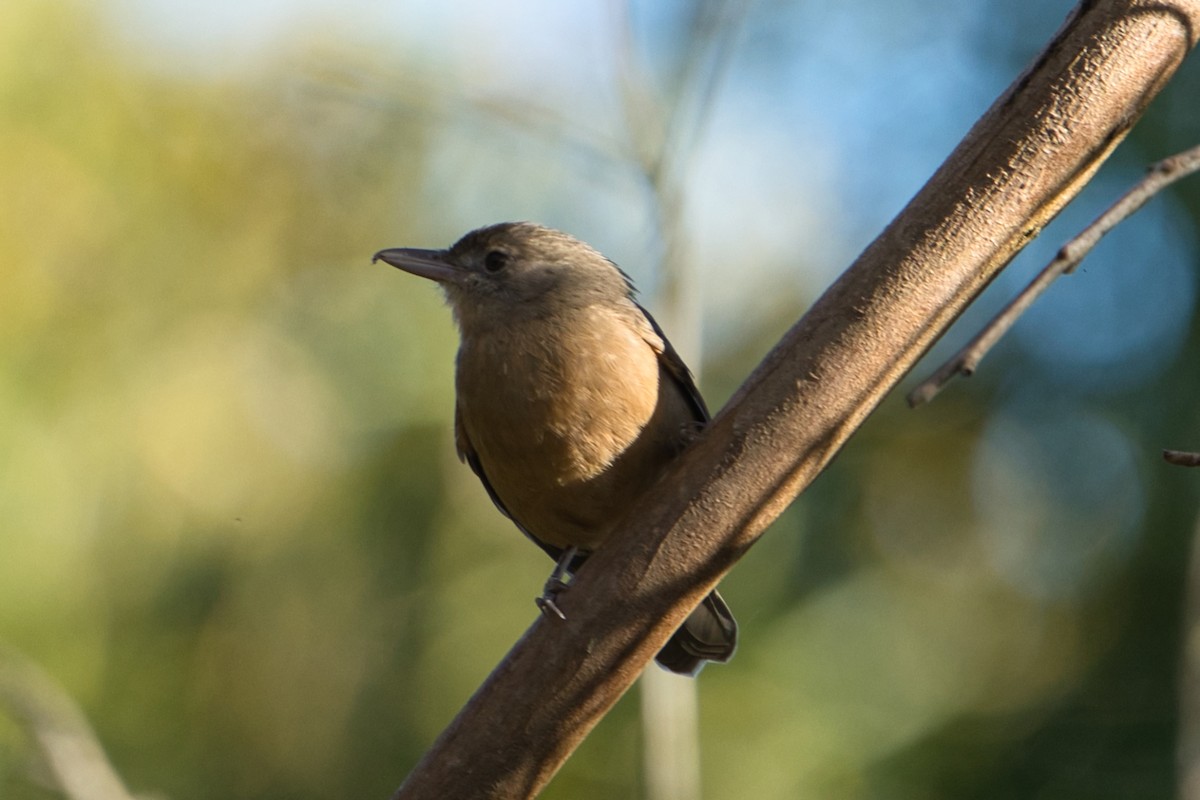 Rufous Shrikethrush - ML622089089