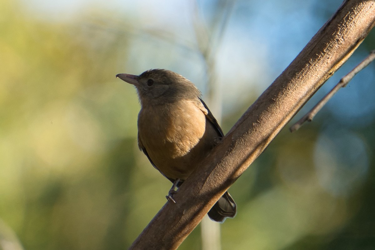 Rufous Shrikethrush - ML622089090