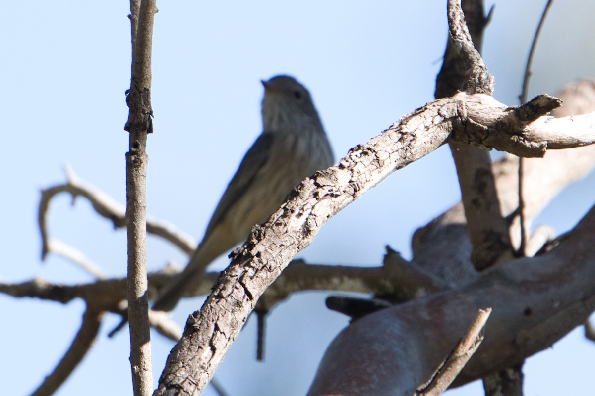 Rufous Whistler - ML622089091