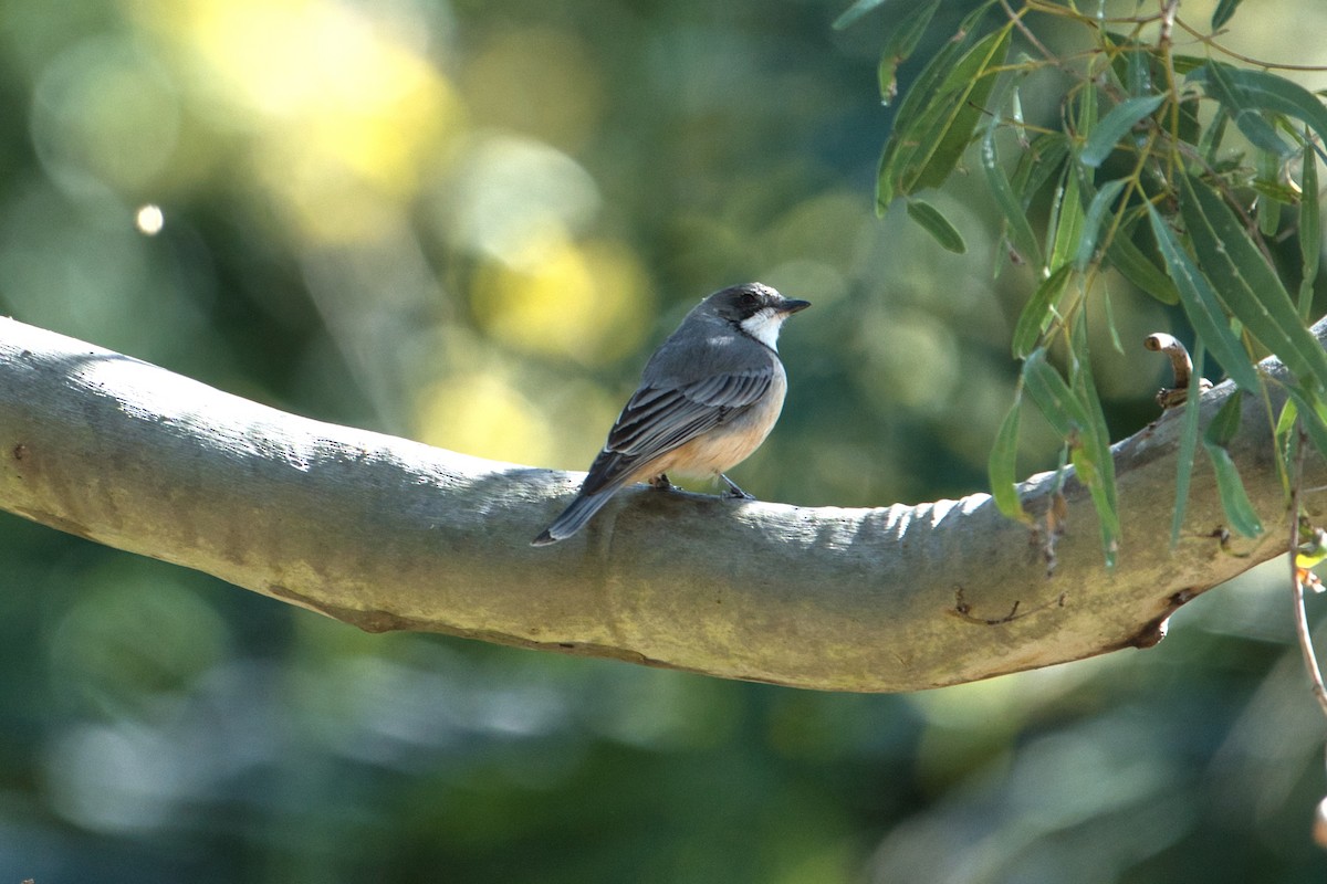 Rufous Whistler - ML622089093