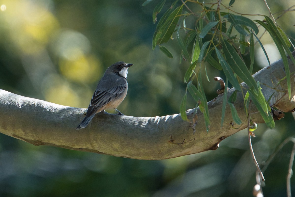 Rufous Whistler - ML622089096