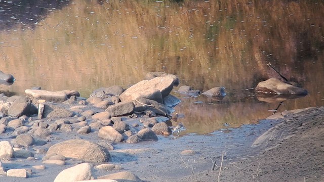 Waldwasserläufer - ML622089115