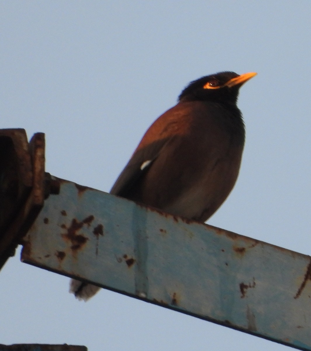 Common Myna - ML622089124