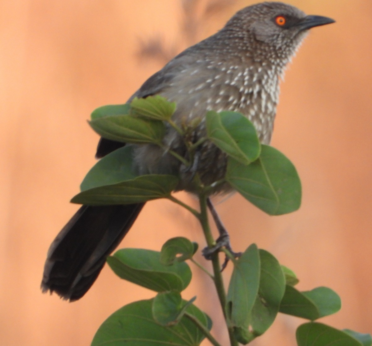 Arrow-marked Babbler - ML622089132