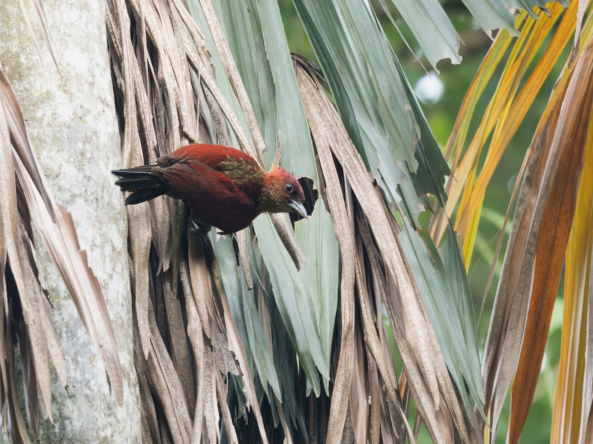 Banded Woodpecker - Evelyn Lee