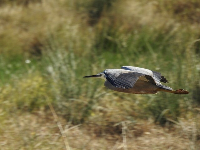 White-faced Heron - ML622089145