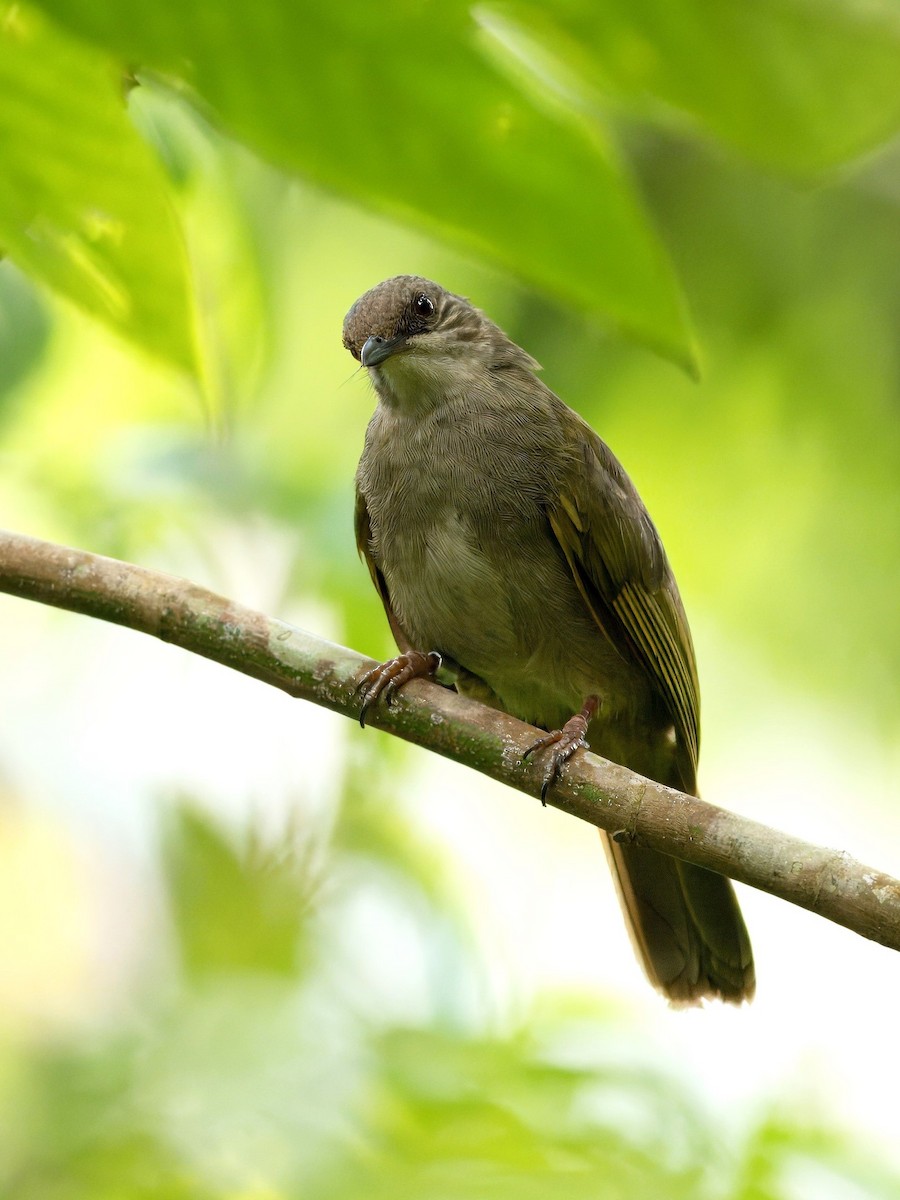 Olive-winged Bulbul - ML622089149