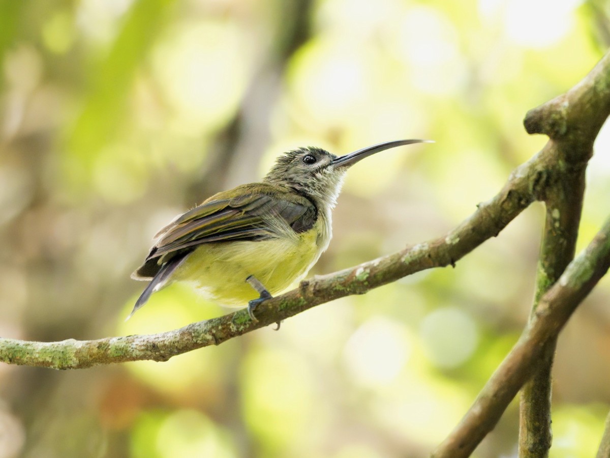 Little Spiderhunter - ML622089150