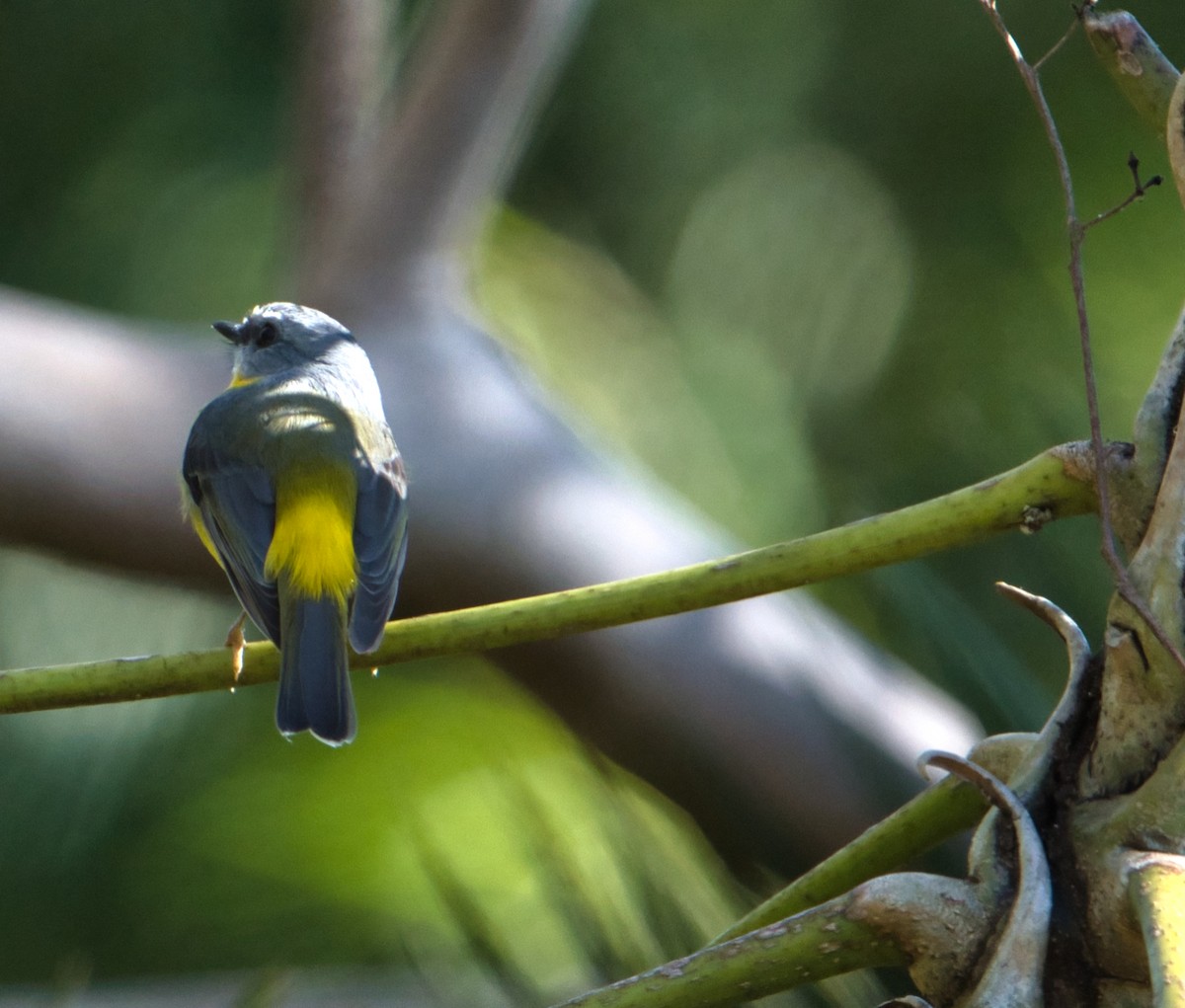 Eastern Yellow Robin - ML622089151