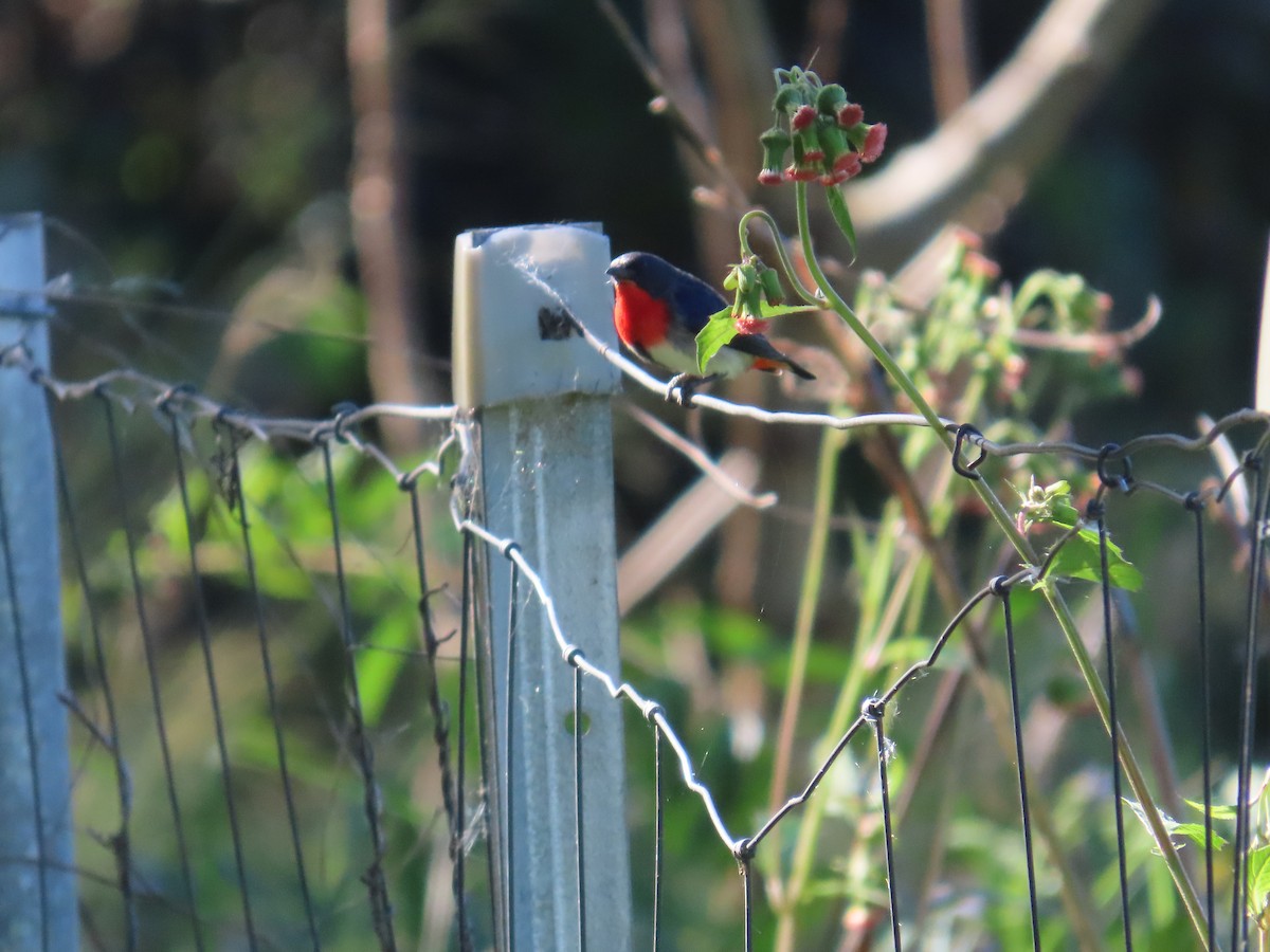 Mistletoebird - ML622089152