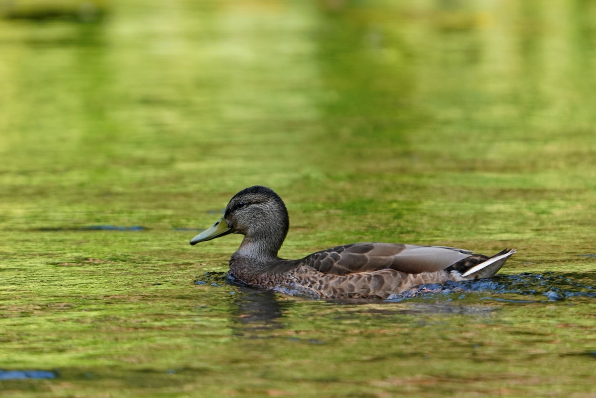 Mallard - Irina M