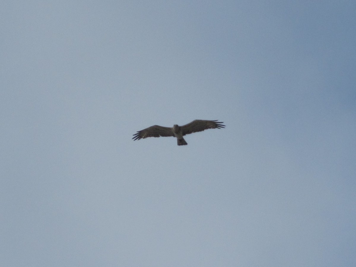 Short-toed Snake-Eagle - Pietro Melandri