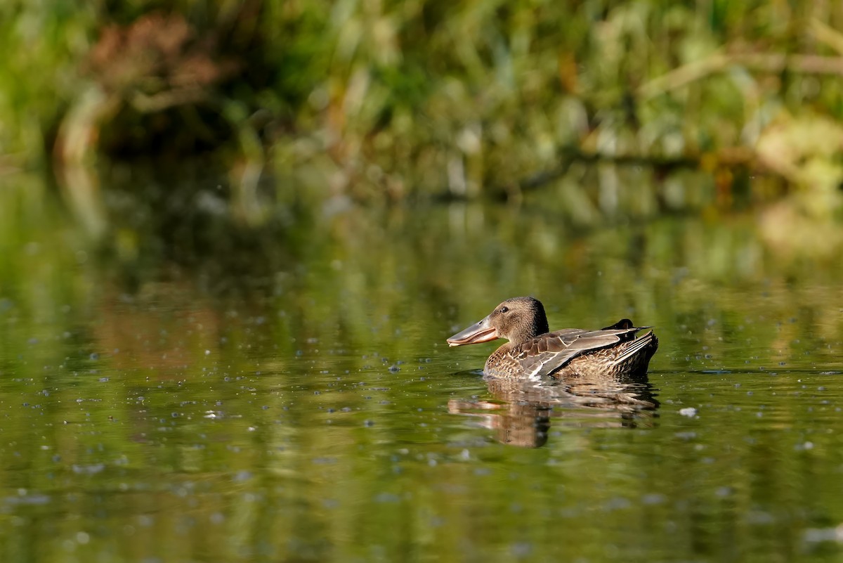 Northern Shoveler - ML622089159