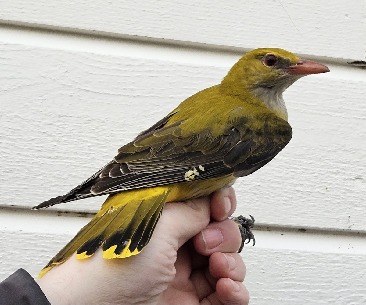 Eurasian Golden Oriole - Emil Krokan