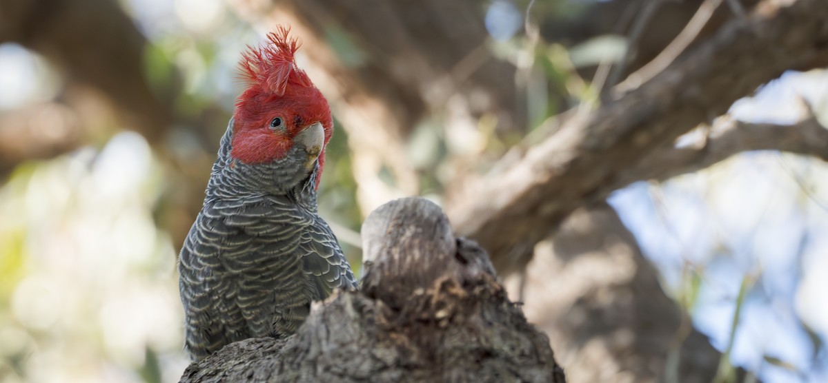 Gang-gang Cockatoo - ML622089162