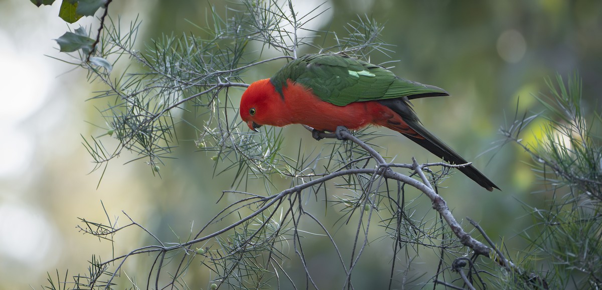 Australian King-Parrot - ML622089164