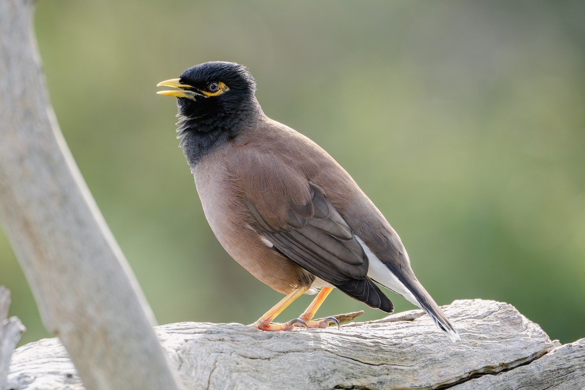 Common Myna - ML622089170