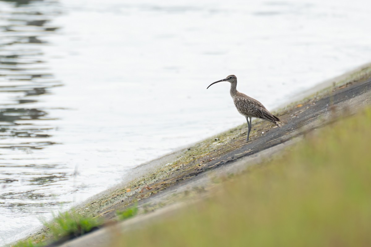 Whimbrel - Mike Heneghan