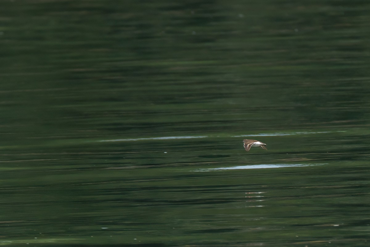 Common Sandpiper - Mike Heneghan