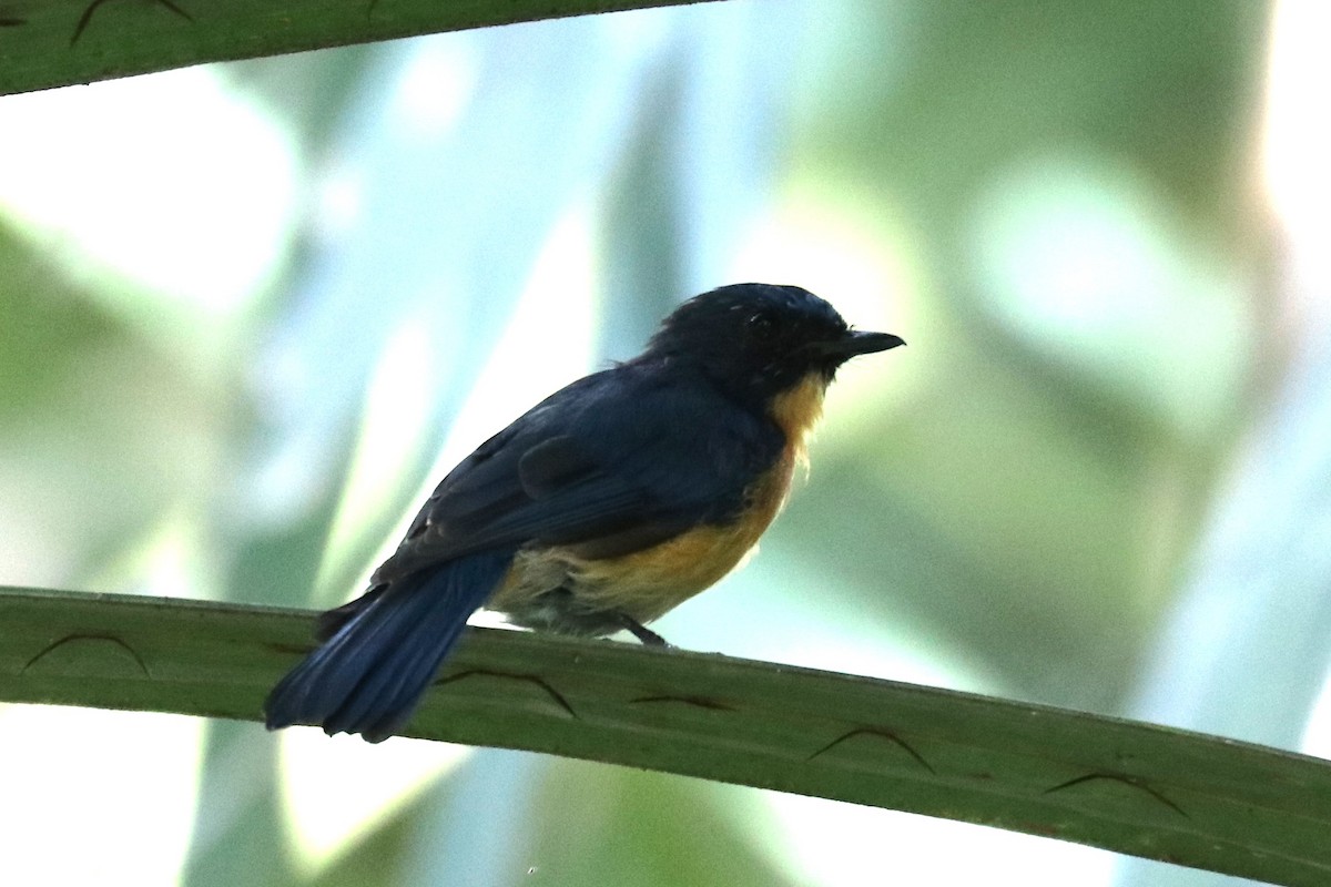 Mangrove Blue Flycatcher - Alexander Cherinko