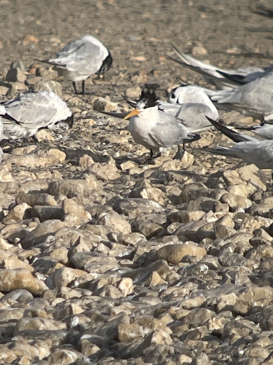 Elegant Tern - Mark Simmonds