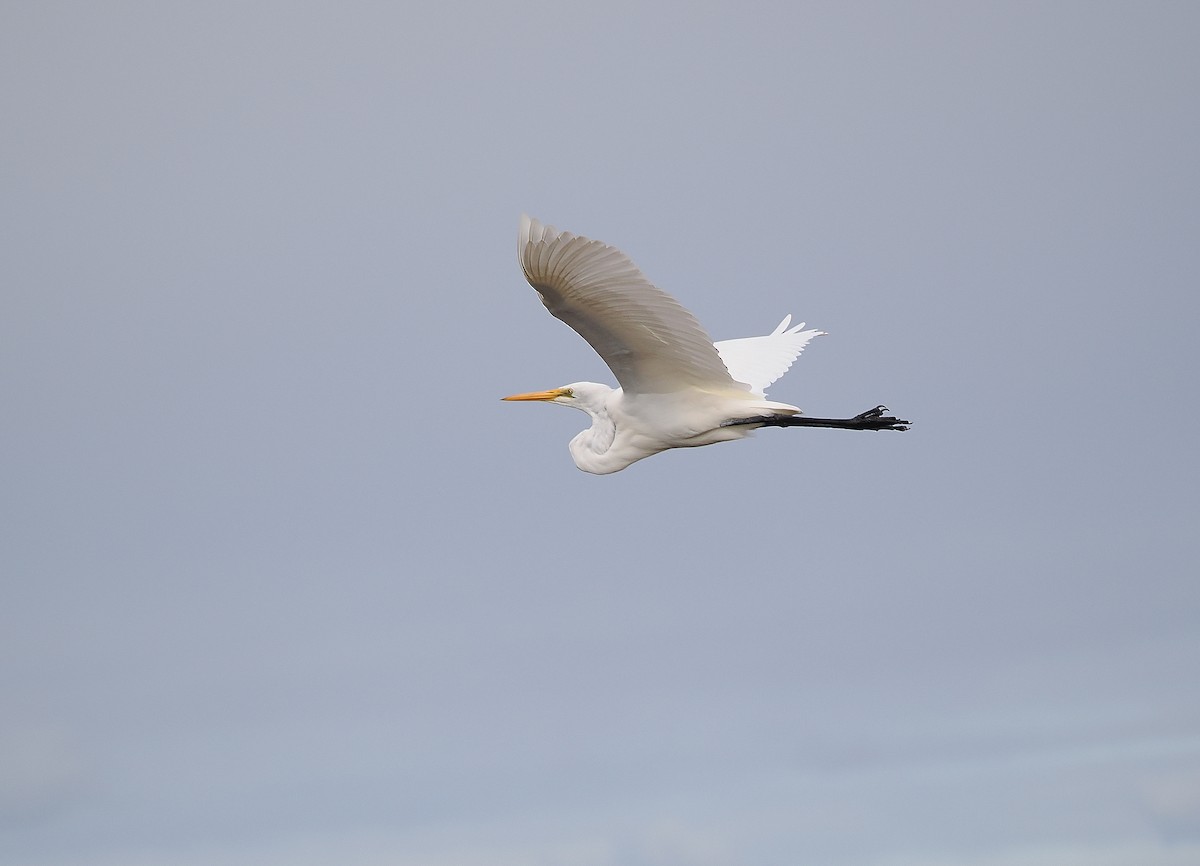 Great Egret - John Baas