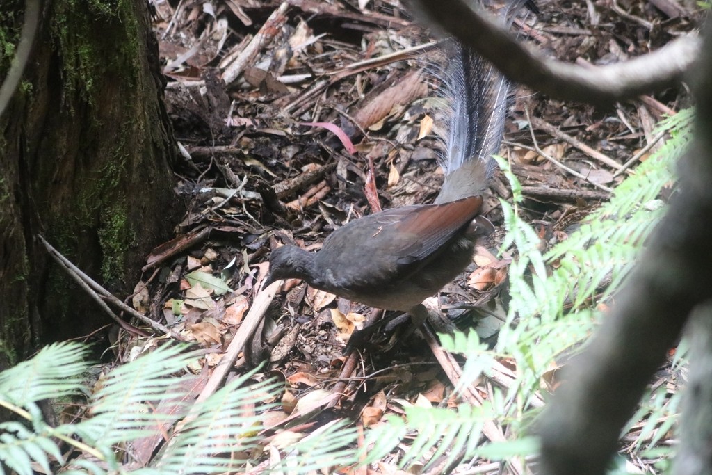 Superb Lyrebird - Oscar Dove