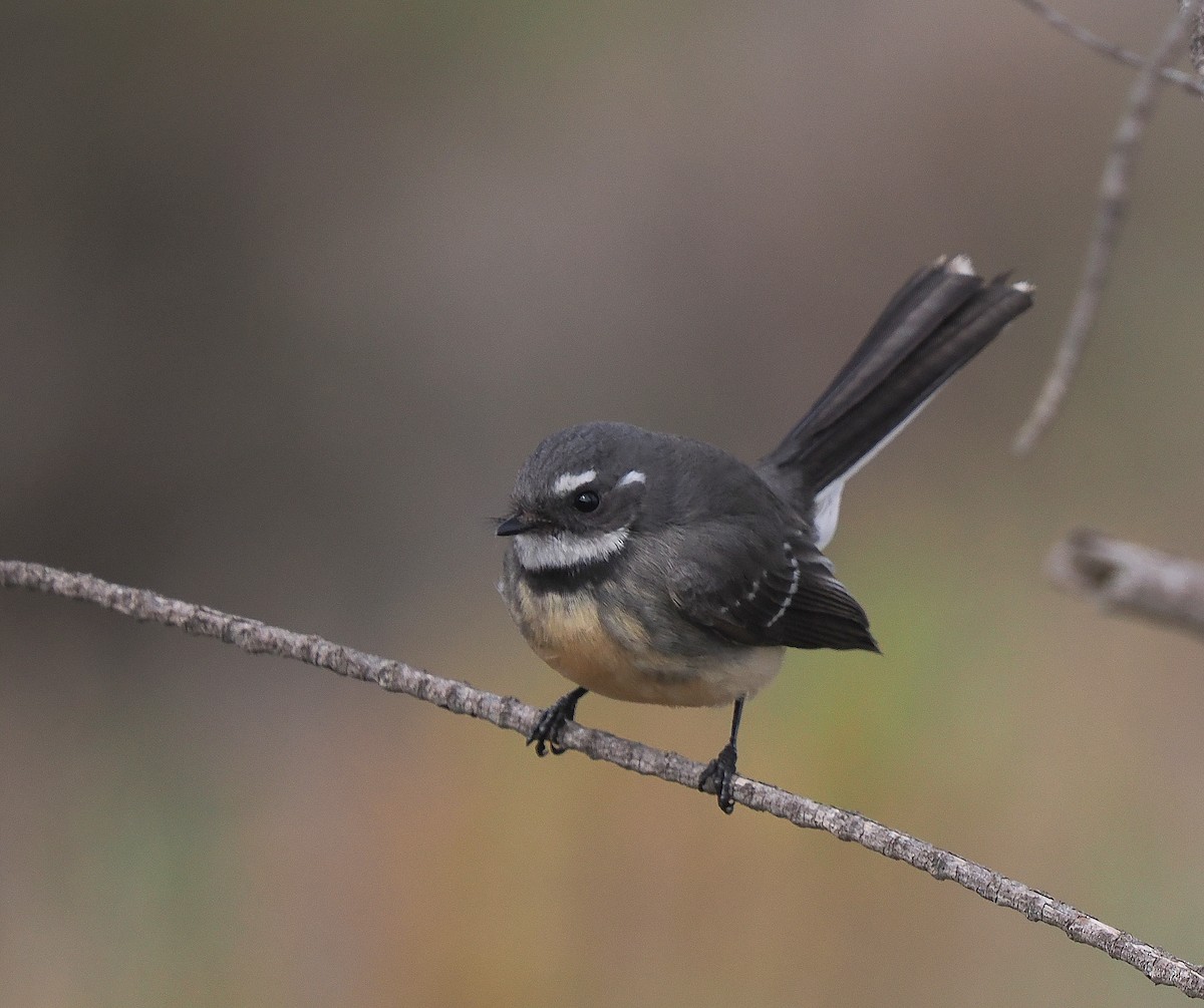 Gray Fantail - John Baas