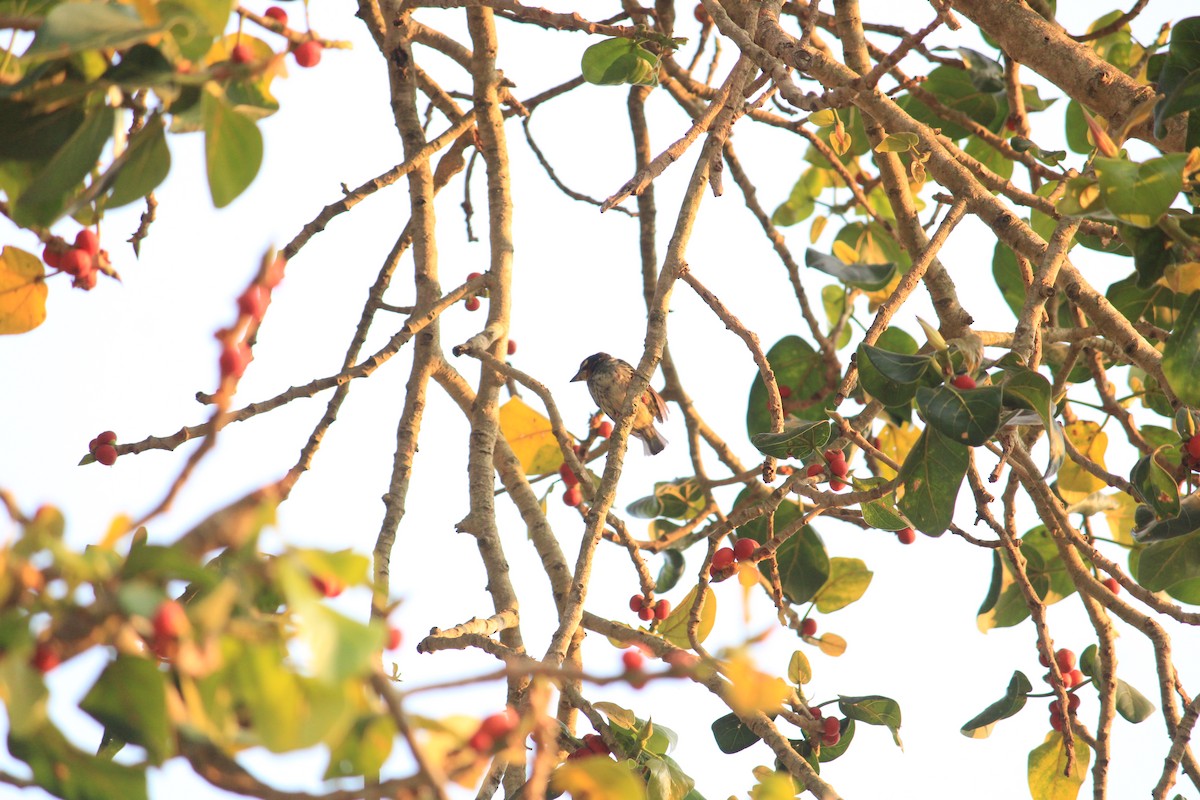 barbet zvučnohlasý - ML622089274