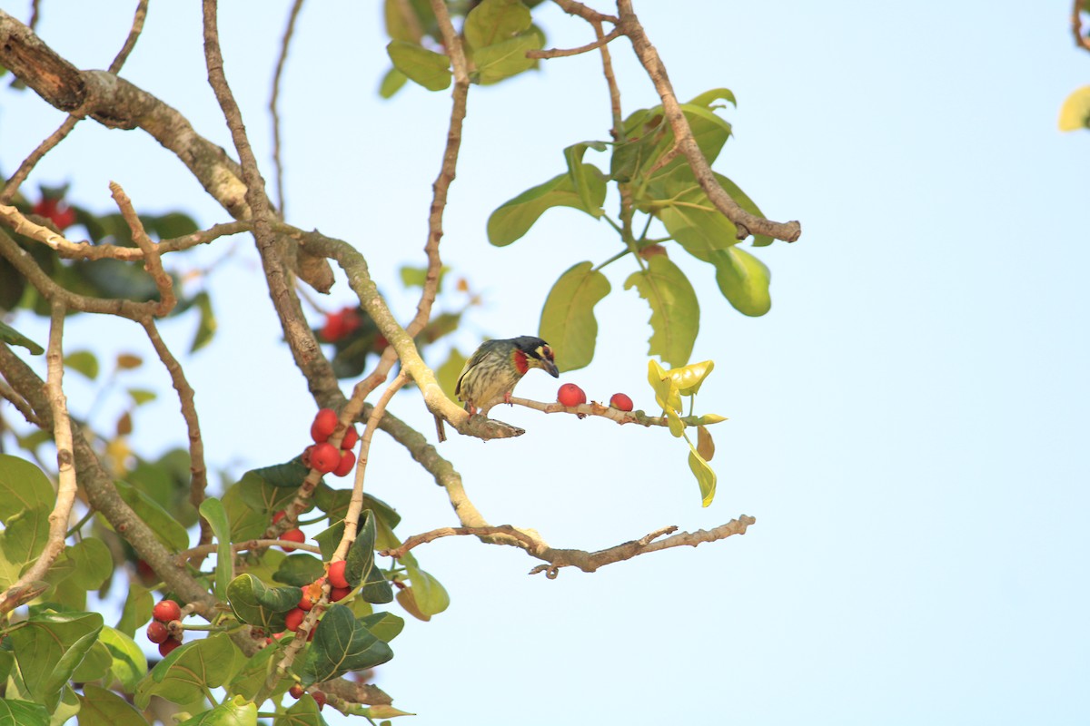 barbet zvučnohlasý - ML622089280