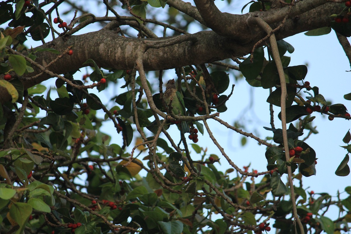 barbet hnědohlavý/bělolící - ML622089283