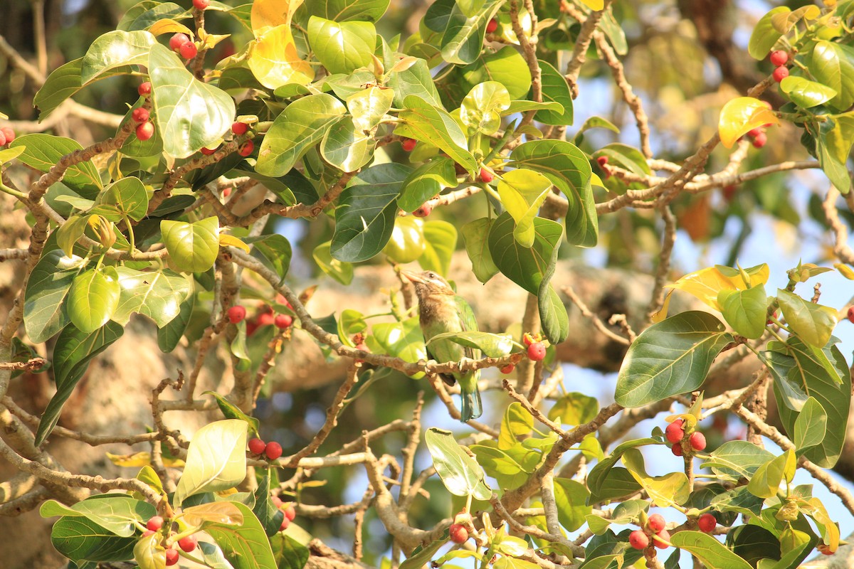 barbet hnědohlavý/bělolící - ML622089288