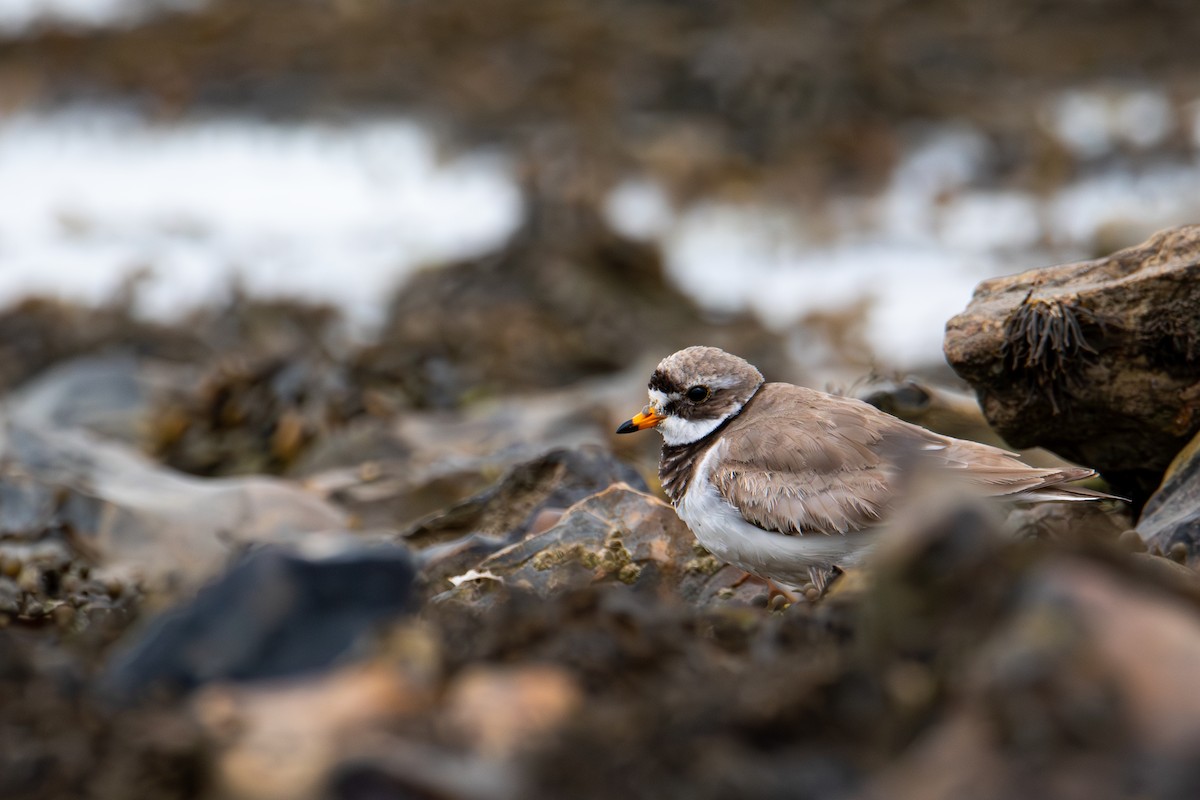 Common Ringed Plover - ML622089355